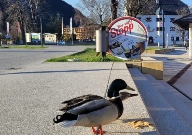 Eine Ente vor unserem Schild