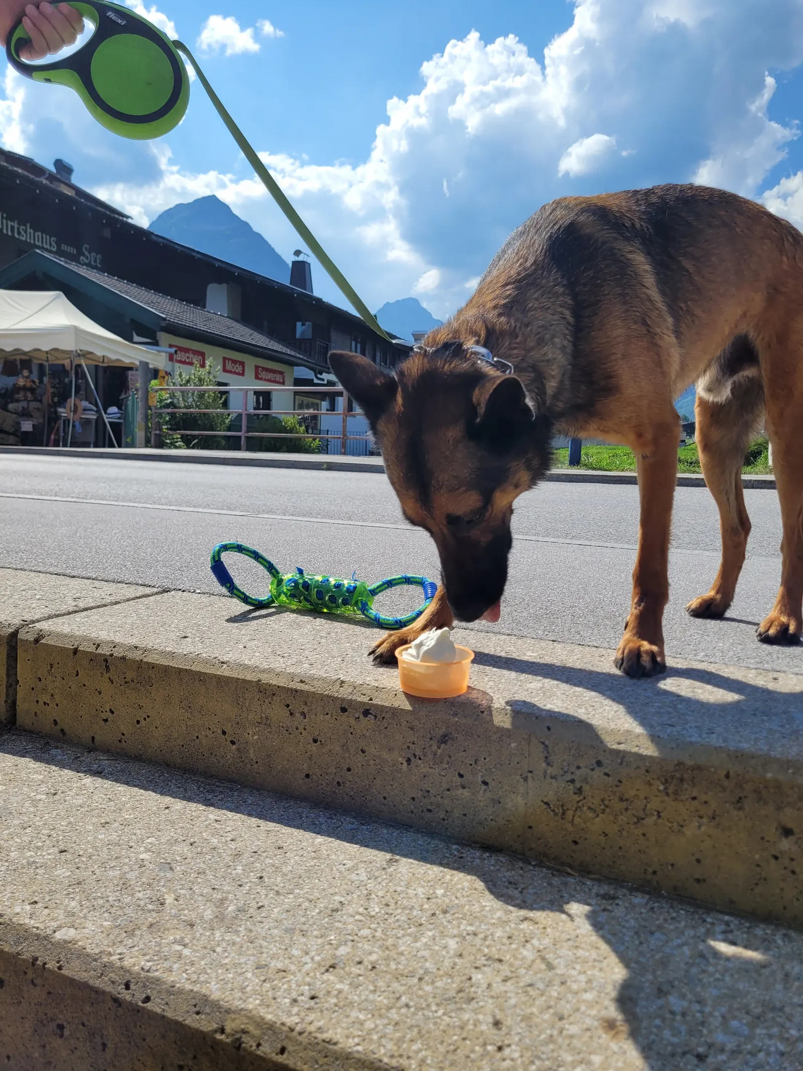 Ein Hund holt sich einen Becher Eis